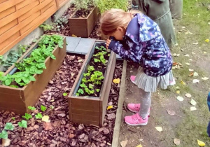 Dziewczynka szuka owadów zamieszkujących zioła